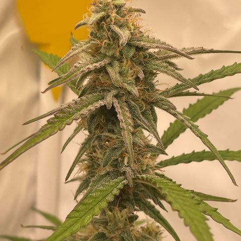 RQS F1 Orion #1 growlog timeline photo