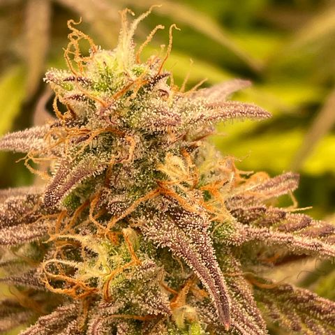 RQS F1 Orion #1 growlog timeline photo