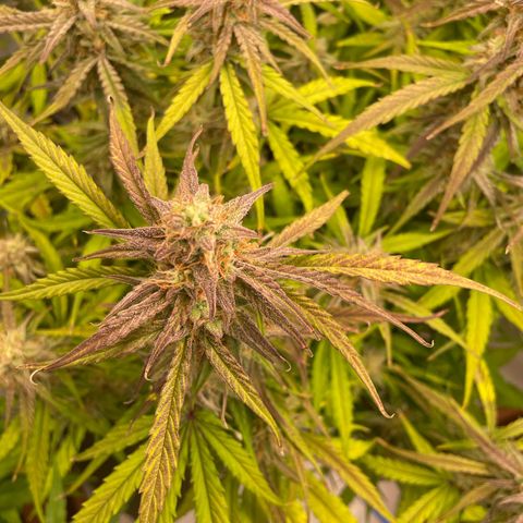 RQS F1 Orion #1 growlog timeline photo