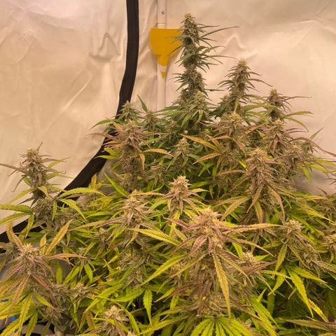 RQS F1 Orion #1 growlog timeline photo