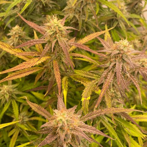 RQS F1 Orion #1 growlog timeline photo