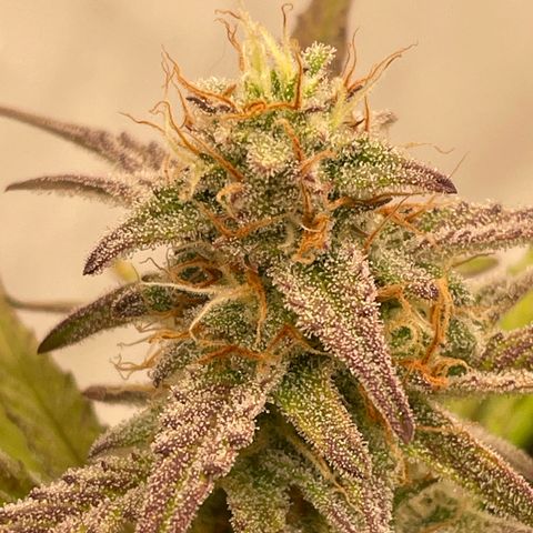 RQS F1 Orion #1 growlog timeline photo