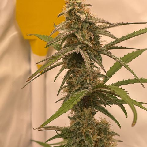 RQS F1 Orion #1 growlog timeline photo