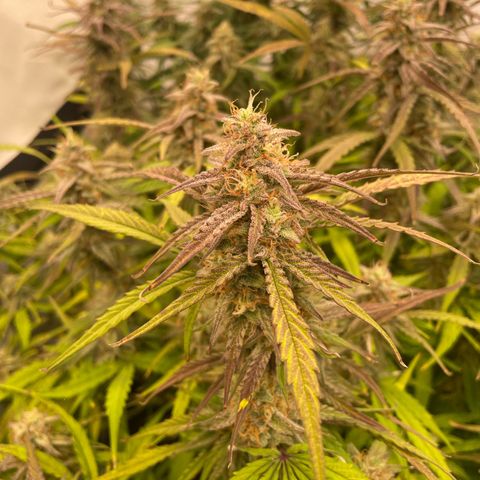 RQS F1 Orion #1 growlog timeline photo