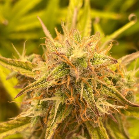 RQS F1 Orion #2 growlog timeline photo
