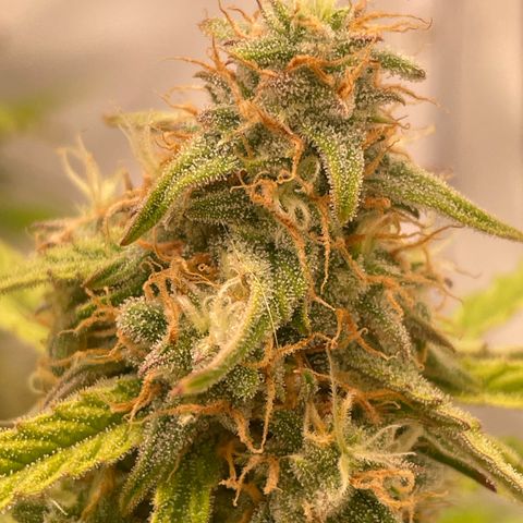 RQS F1 Orion #2 growlog timeline photo
