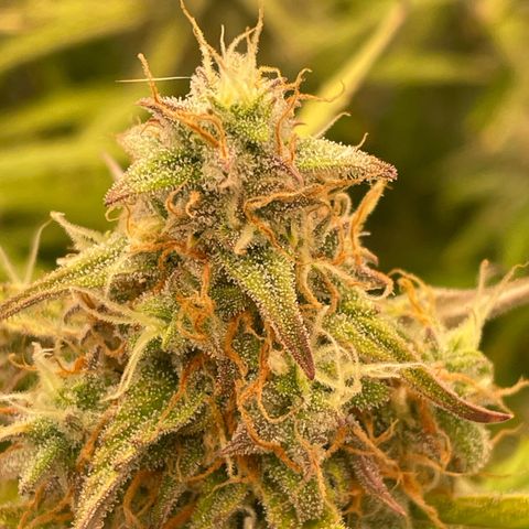 RQS F1 Orion #2 growlog timeline photo