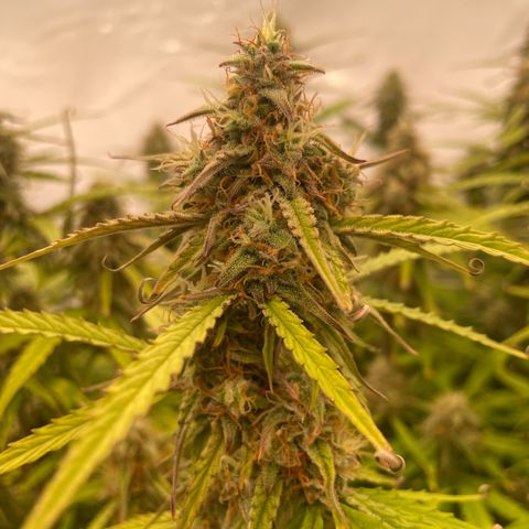 RQS F1 Orion #2 growlog timeline photo