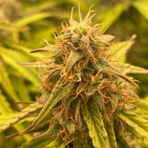 RQS F1 Orion #2 growlog timeline photo