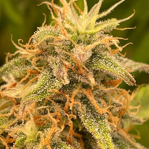 RQS F1 Orion #2 growlog timeline photo
