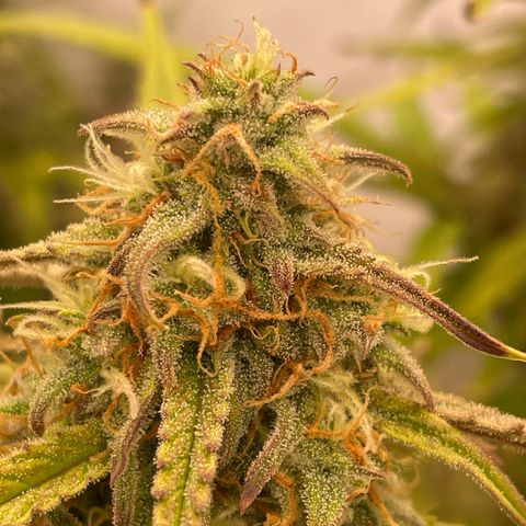 RQS F1 Orion #2 growlog timeline photo