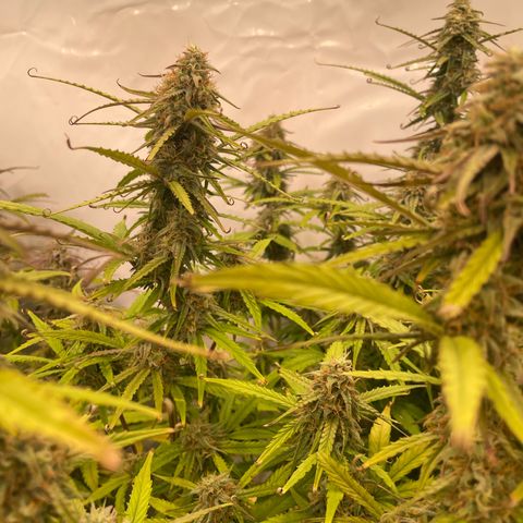 RQS F1 Orion #2 growlog timeline photo