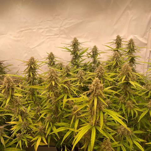 RQS F1 Orion #2 growlog timeline photo