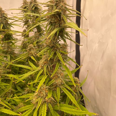 RQS F1 Orion #2 growlog timeline photo
