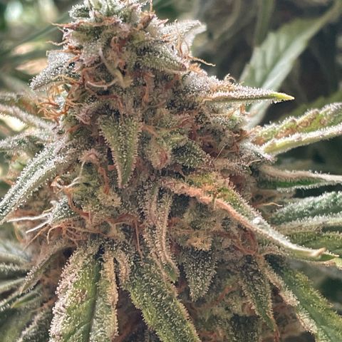 RQS F1 Epsilon #2 growlog timeline photo