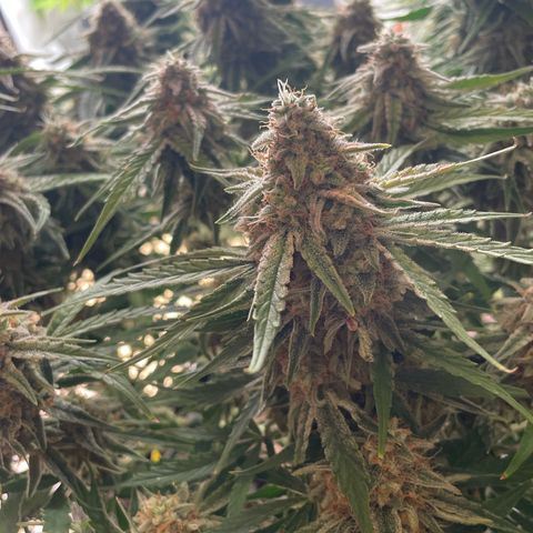 RQS F1 Epsilon #2 growlog timeline photo