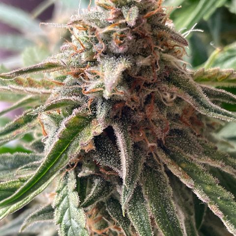 RQS F1 Epsilon #2 growlog timeline photo