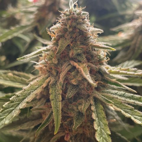 RQS F1 Epsilon #2 growlog timeline photo
