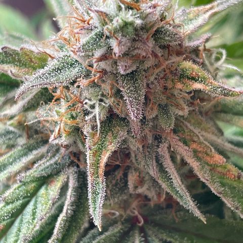 RQS F1 Epsilon #2 growlog timeline photo