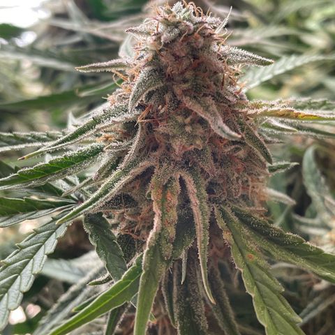 RQS F1 Epsilon #2 growlog timeline photo