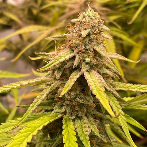 RQS F1 Epsilon #1 growlog timeline photo