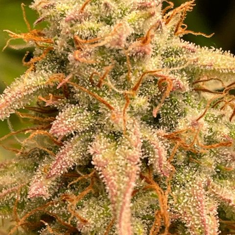 RQS F1 Epsilon #1 growlog timeline photo