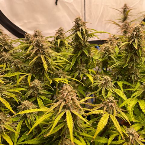 RQS F1 Epsilon #1 growlog timeline photo
