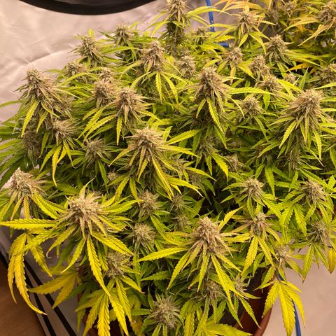 RQS F1 Epsilon #1 growlog timeline photo