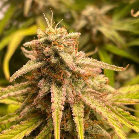 RQS F1 Epsilon #1 growlog timeline photo