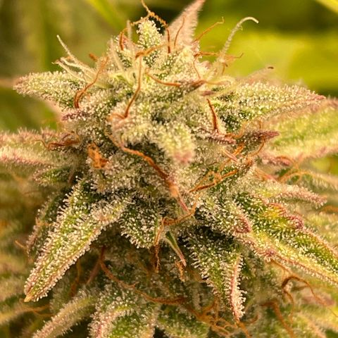 RQS F1 Epsilon #1 growlog timeline photo