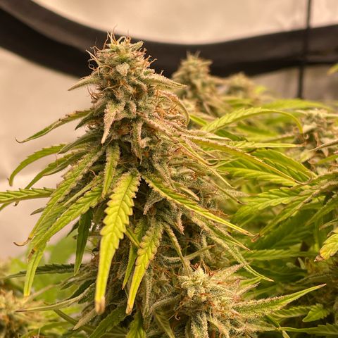 RQS F1 Epsilon #1 growlog timeline photo