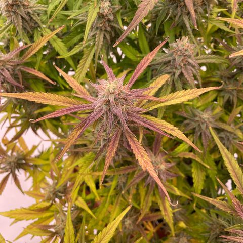 RQS F1 Orion #1 growlog timeline photo