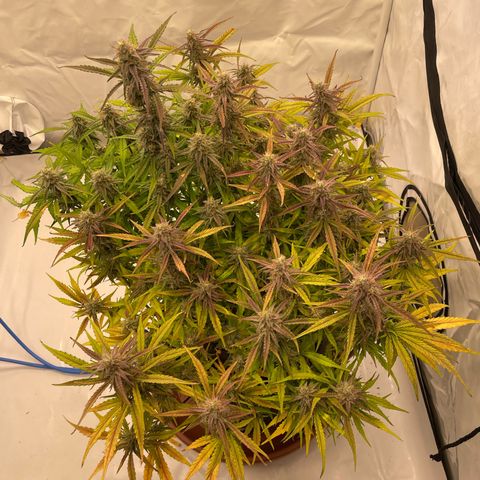 RQS F1 Orion #1 growlog timeline photo