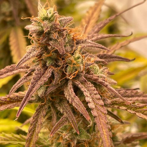 RQS F1 Orion #1 growlog timeline photo