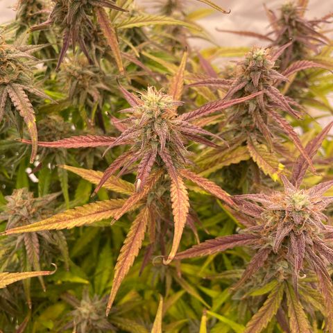 RQS F1 Orion #1 growlog timeline photo