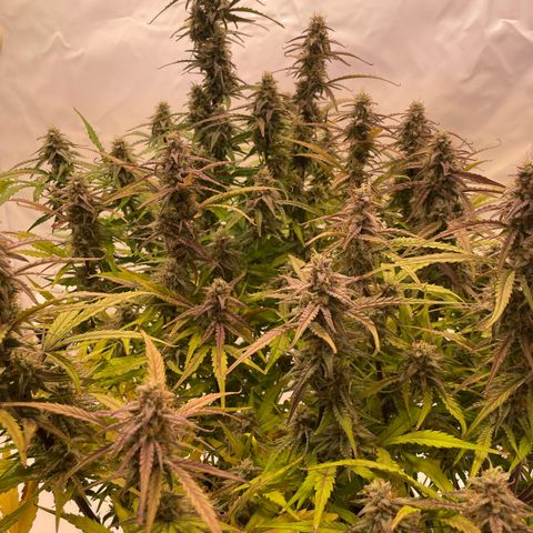 RQS F1 Orion #1 growlog timeline photo
