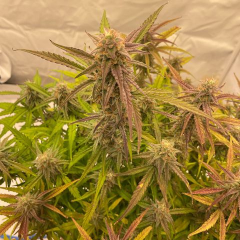 RQS F1 Orion #1 growlog timeline photo