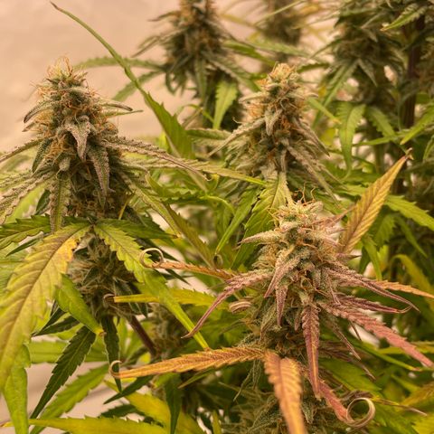 RQS F1 Orion #1 growlog timeline photo