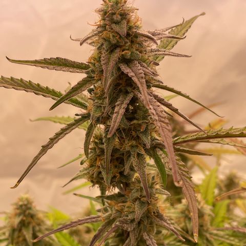 RQS F1 Orion #1 growlog timeline photo