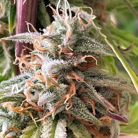 RQS F1 Orion #2 growlog timeline photo