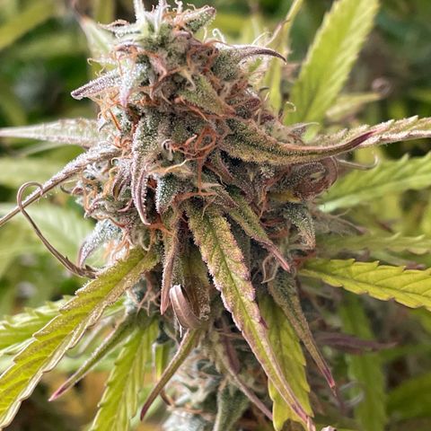 RQS F1 Orion #2 growlog timeline photo