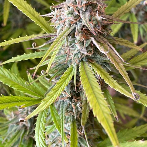 RQS F1 Orion #2 growlog timeline photo