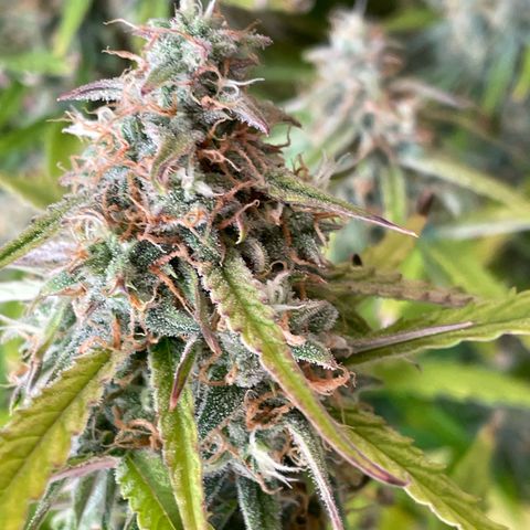 RQS F1 Orion #2 growlog timeline photo