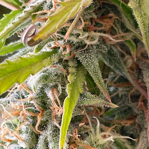 RQS F1 Orion #2 growlog timeline photo