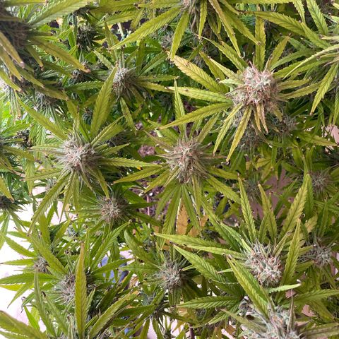 RQS F1 Orion #2 growlog timeline photo