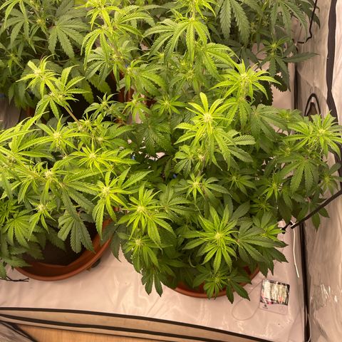 Orion growlog timeline photo