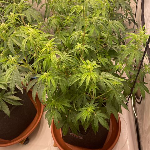 Orion growlog timeline photo