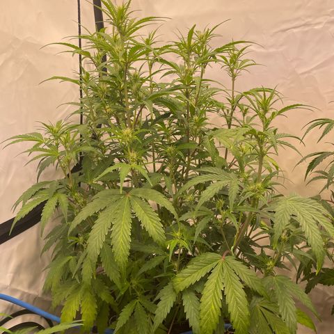 Pineapple Runtz Auto #1 growlog timeline photo