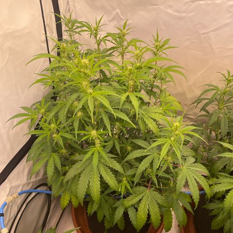 Pineapple Runtz Auto #1 growlog timeline photo