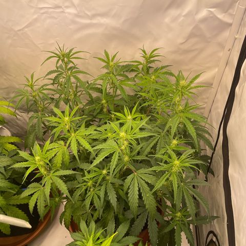 Pineapple Runtz Auto #2 growlog timeline photo